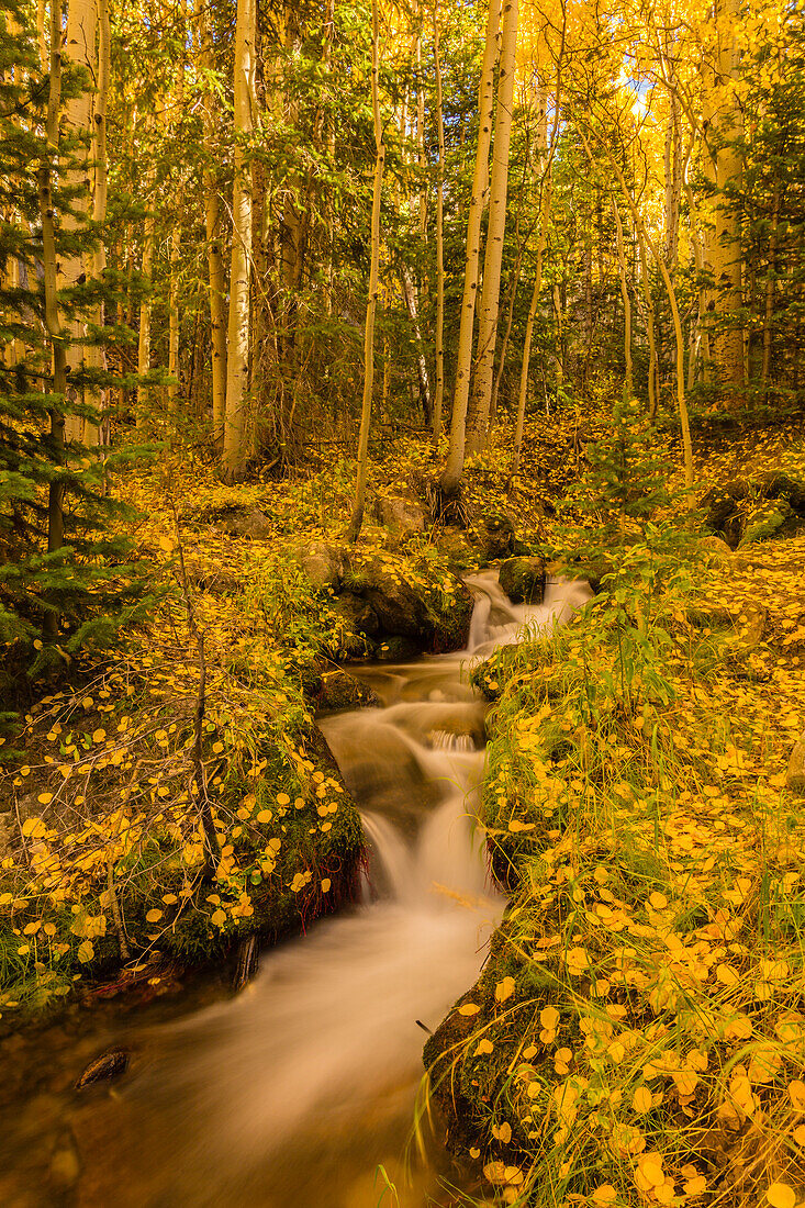 USA, Colorado, Rocky Mountain National Park. Waterfall in forest scenic