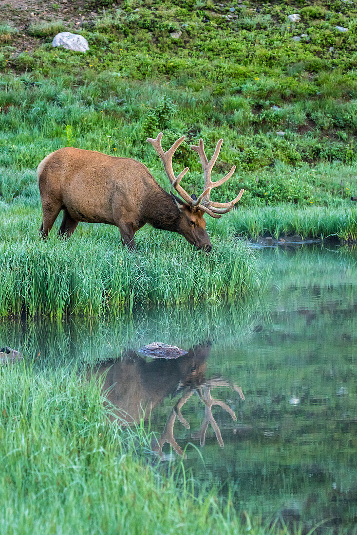 USA, Colorado, Rocky-Mountain-Nationalpark. Elchbulle spiegelt sich im Poudre Lake wider