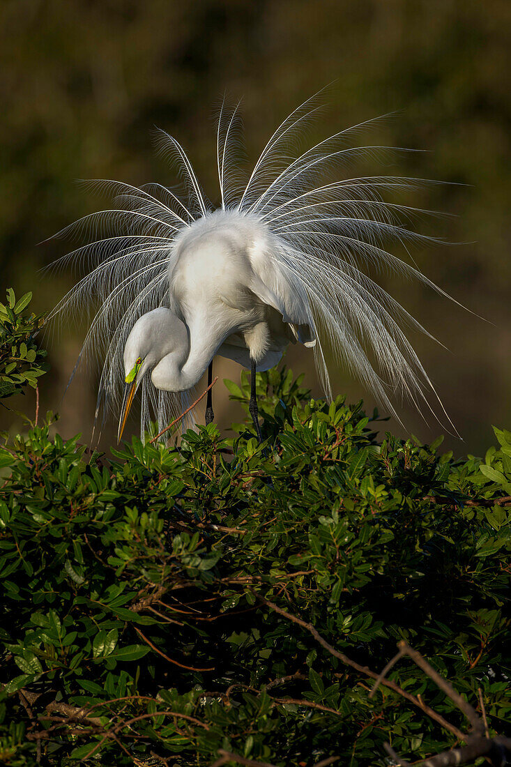 Silberreiher in Balz in voller Zucht Gefieder, Venice Rookery, Venice, Florida