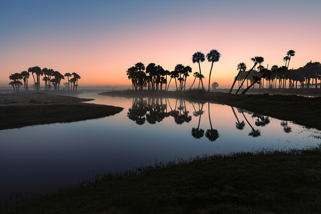Sable Palms Silhouette bei Sonnenaufgang auf dem Econlockhatchee River, einem Blackwater Nebenfluss des St. Johns River, in der Nähe von Orlando, Florida