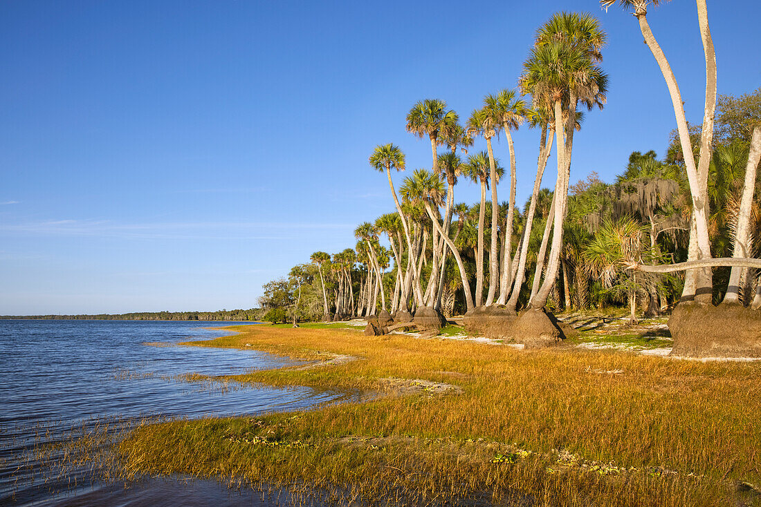 Sable Palm Tree Trunks entlang der Küste von Harney Lake bei Sonnenuntergang, Florida