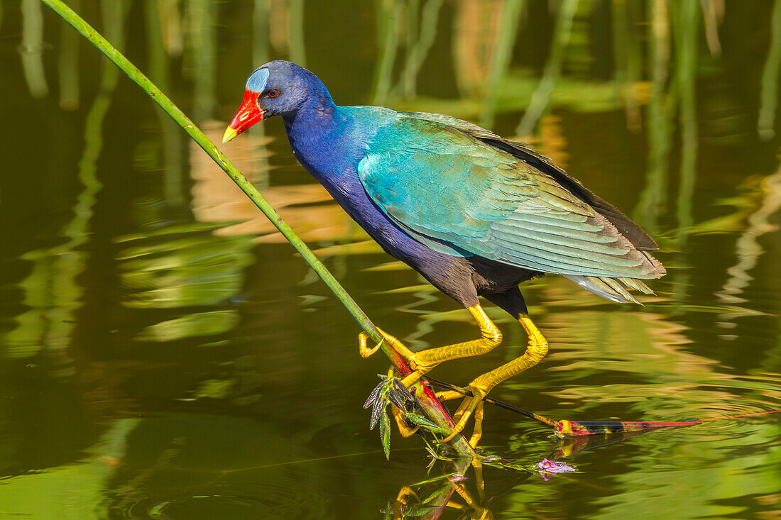 USA, Florida, Wakodahatchee Wetlands. Purple gallinule foraging for nesting material