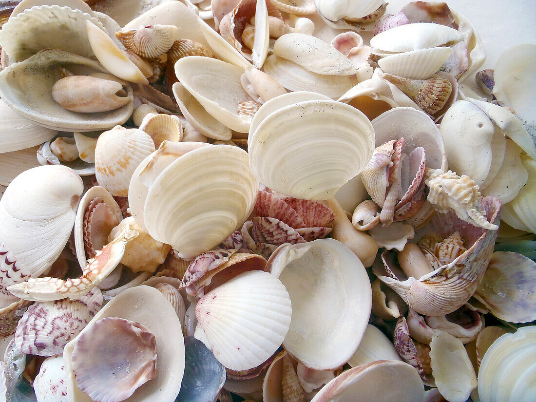 Muscheln gesammelt an den Stränden von Sanibel Island, Florida, USA