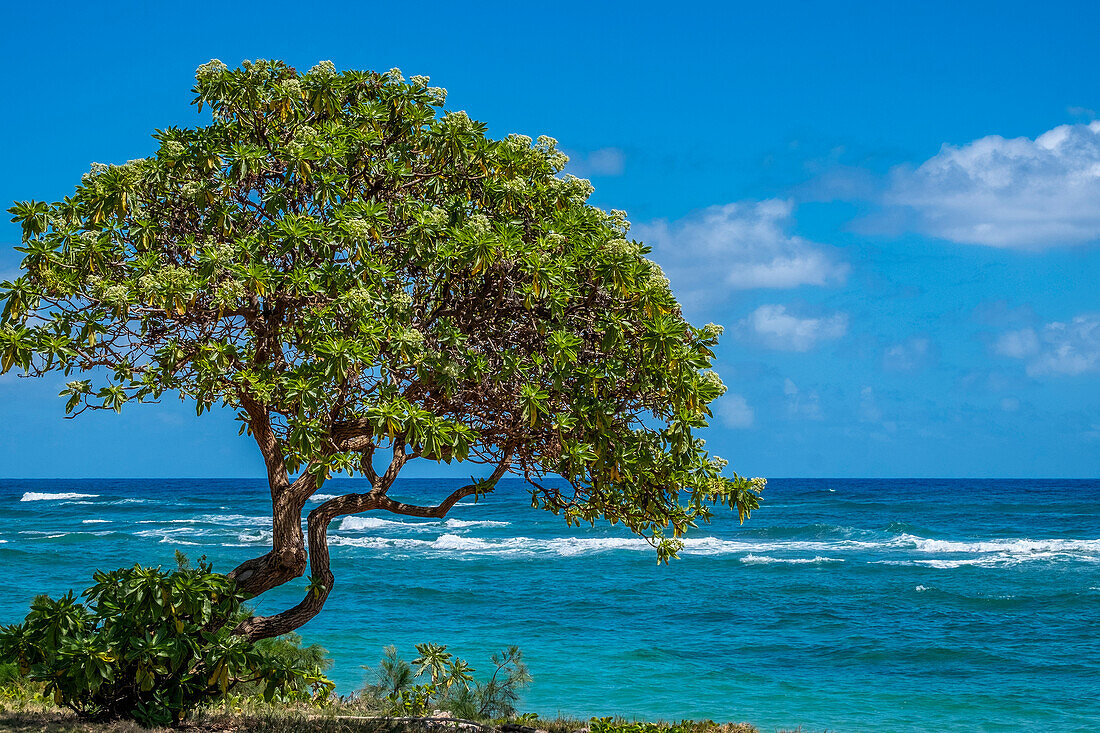 Baum mit Blick auf Poipu Bay, Kauai, Hawaii, USA.