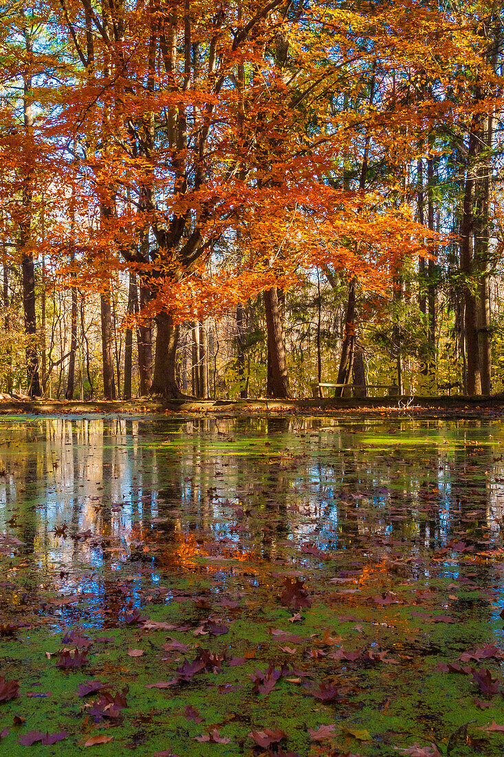 Fall foliage reflection in lake water