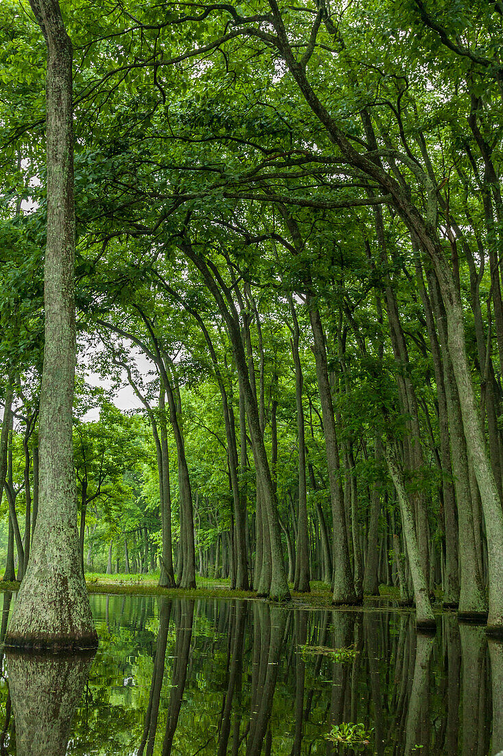 USA, Louisiana, Miller's Lake. Tupelo trees reflect in lake