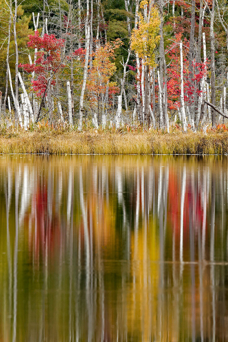 Birch trees and autumn colors reflected on Red Jack Lake, Hiawatha National Forest, Upper Peninsula of Michigan.