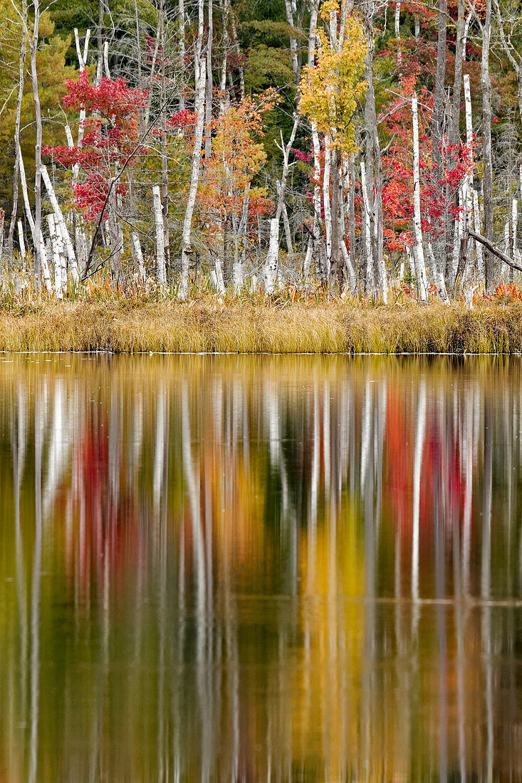 Birken und Herbstfarben spiegeln sich auf Red Jack Lake, Hiawatha National Forest, Upper Peninsula of Michigan.
