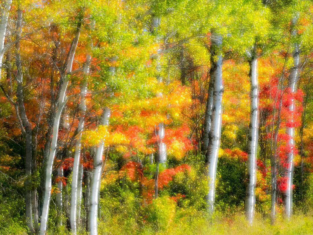 USA, Michigan, obere Halbinsel. Herbstfarben im Wald.