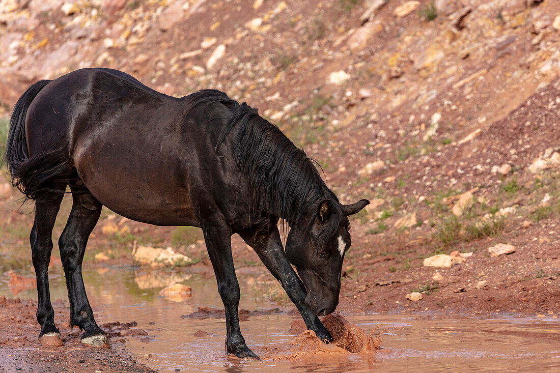 Wild mustang horse at water hole in the Bighorn National Recreation Area, Montana, USA