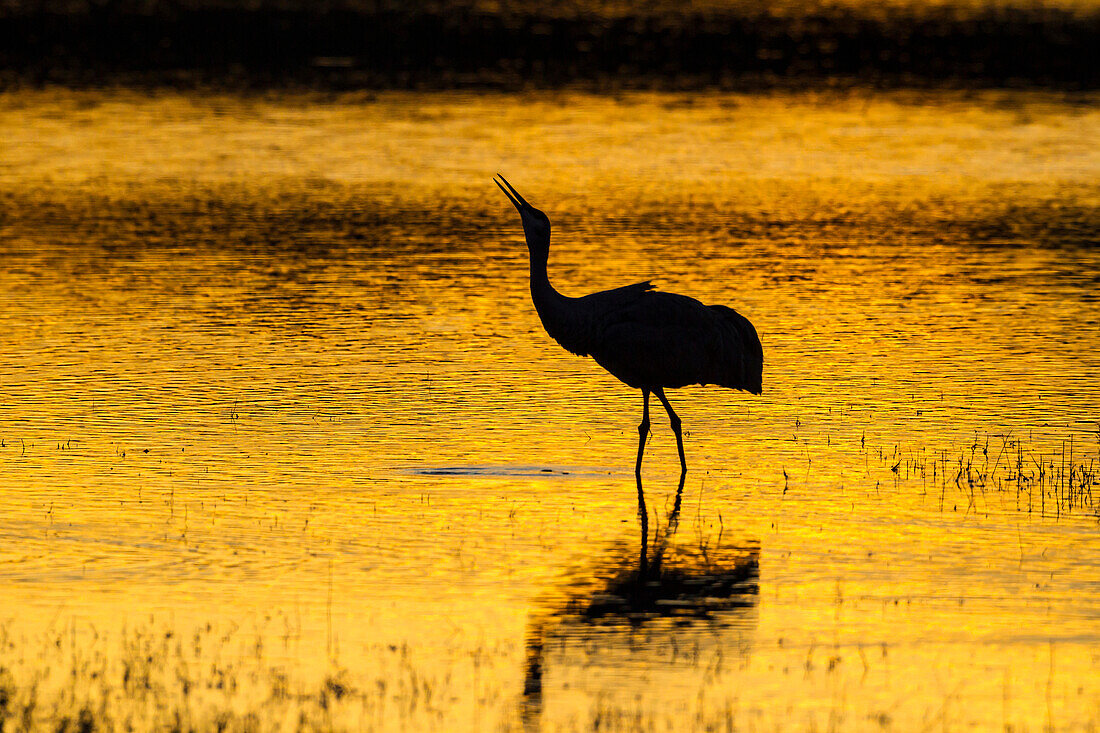 USA, New Mexico, Bosque Del Apache National Wildlife Refuge. Sandhill crane at sunset