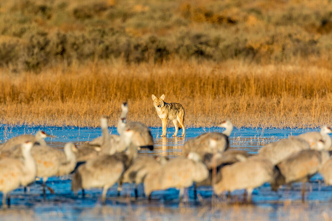 USA, New Mexico, Bosque del Apache Natural Wildlife Refuge. Coyote and Sandhill cranes