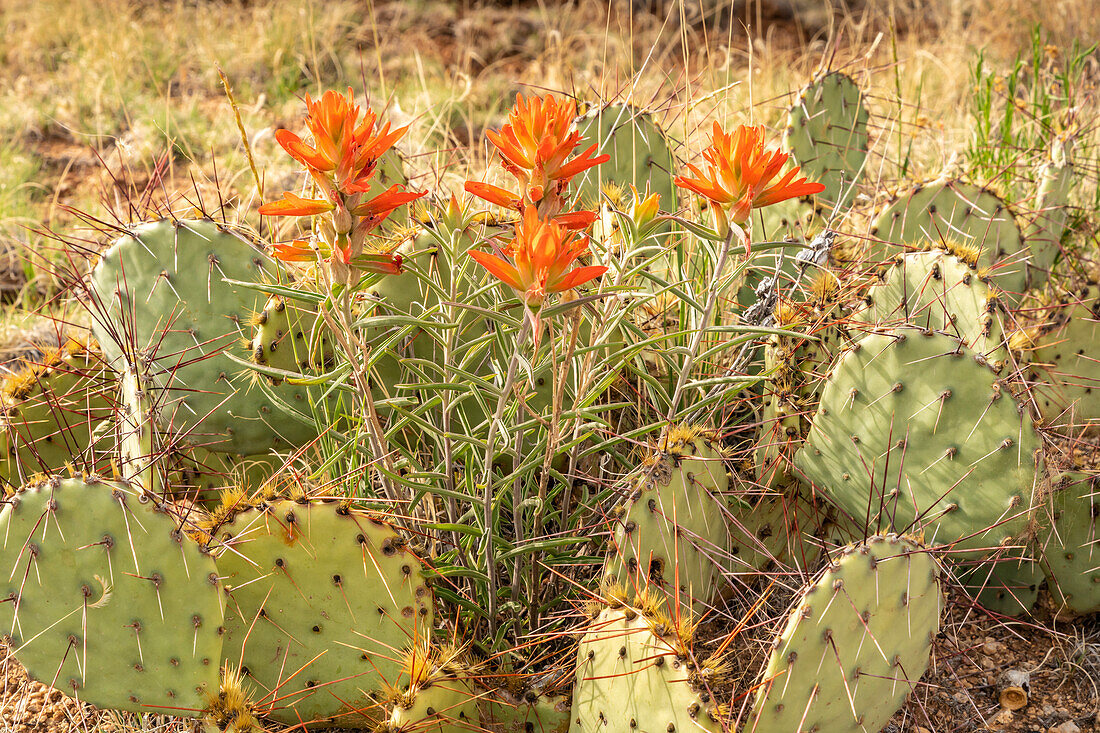 USA, New Mexico, Sandia Mountains. Indian paintbrush and prickly pear cactus.