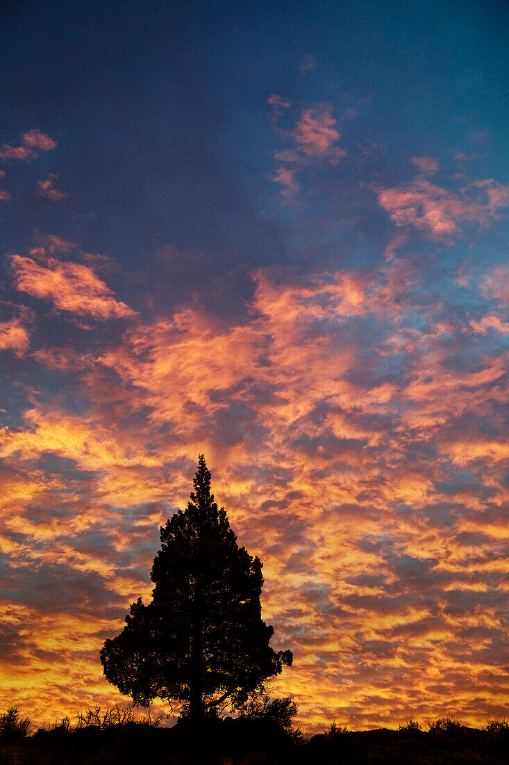 Single Western Wacholder (Juniper occidentalis) Silhouette bei Sonnenaufgang, Oregon