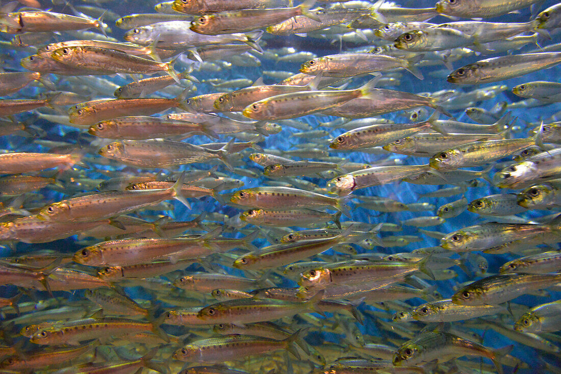 USA, Oregon, Oregon Coast Aquarium. School of Pacific sardines in aquarium.