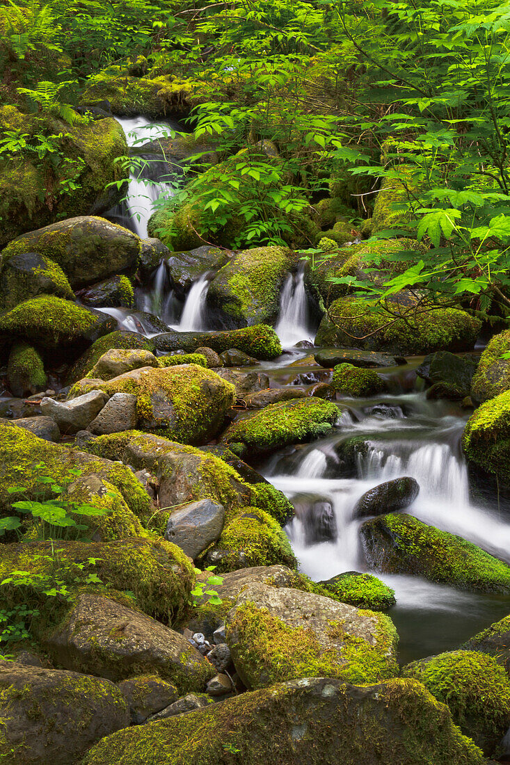 USA, Oregon, Hood River. A waterfall on Tish Creek, just above Eagle Creek and Punch Bowl Falls.