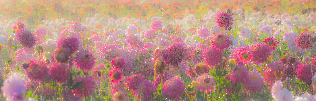 USA, Oregon, Canby, Swam Island Dahlias, water coming down on flowers