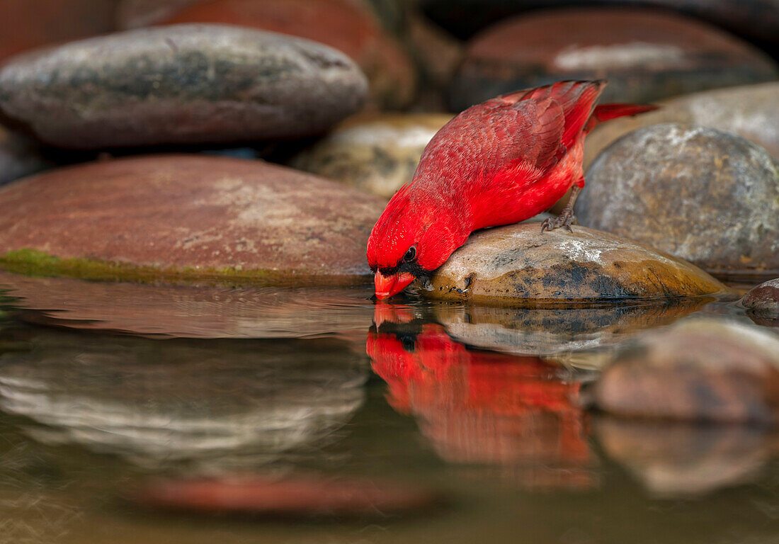 Male Northern Cardinal drinking from small pond in desert. Rio Grande Valley, Texas