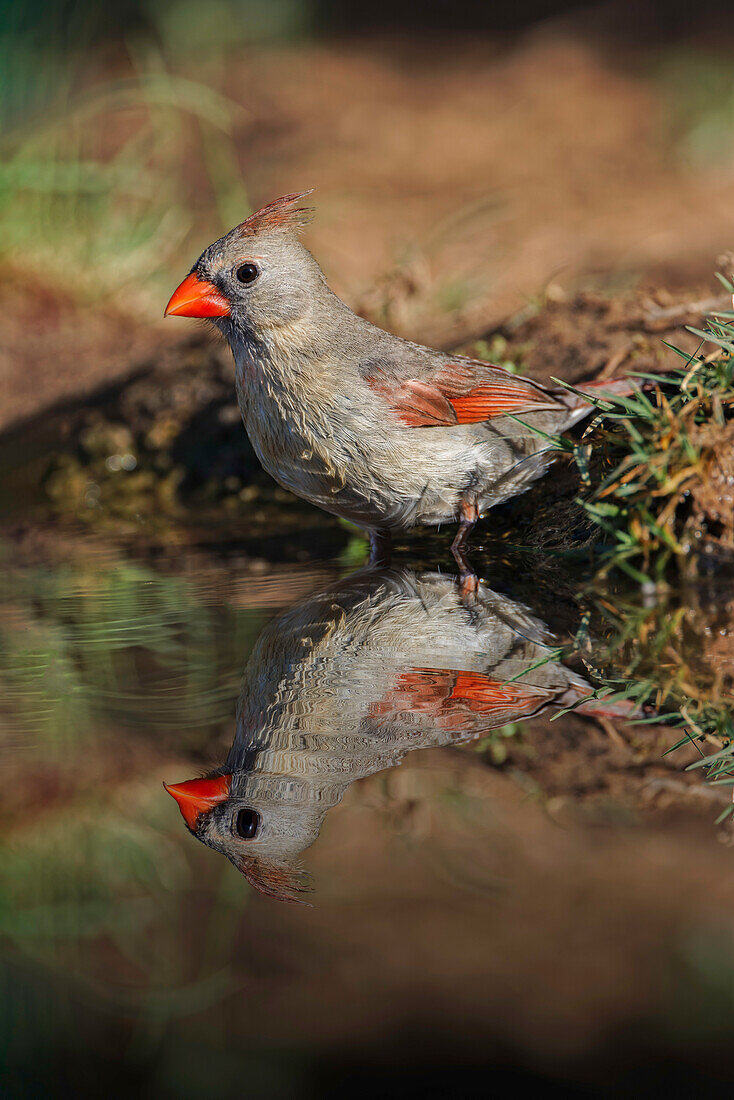 Weiblicher nördlicher Kardinal, der am Rand eines kleinen Teichs mit Reflexion steht. Rio Grande-Tal, Texas