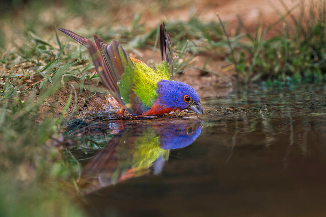 Male Painted bunting bathing in small pond in the desert. Rio Grande Valley, Texas