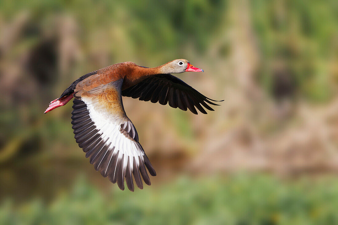 Schwarzbauch-Pfeifente fliegt, South Padre Island, Texas