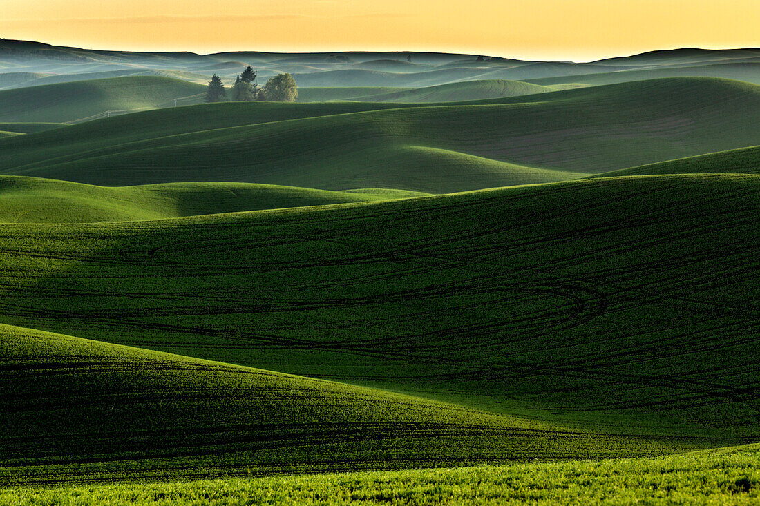 Rolling hills covered in wheat at sunset, Palouse region of eastern Washington State.