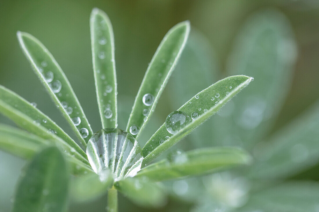USA, Washington State, Port Townsend. Raindrops on lupine at Fort Worden State Park