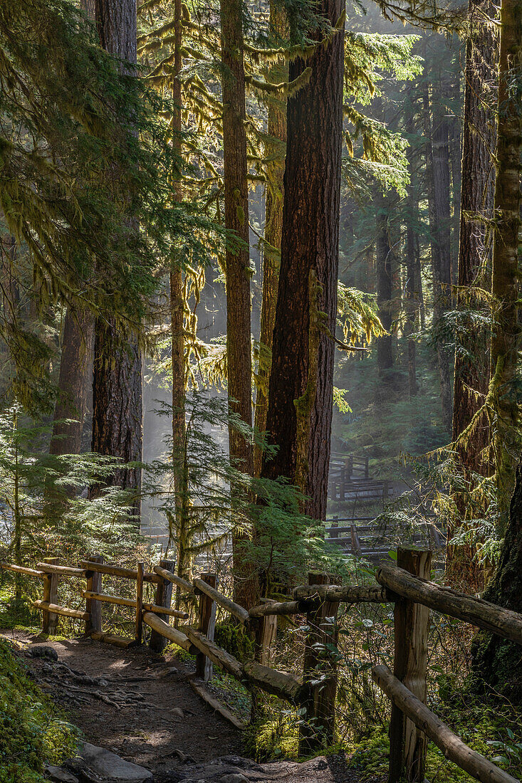 USA, Washington State, Olympic National Park. Walkway past trees and creek