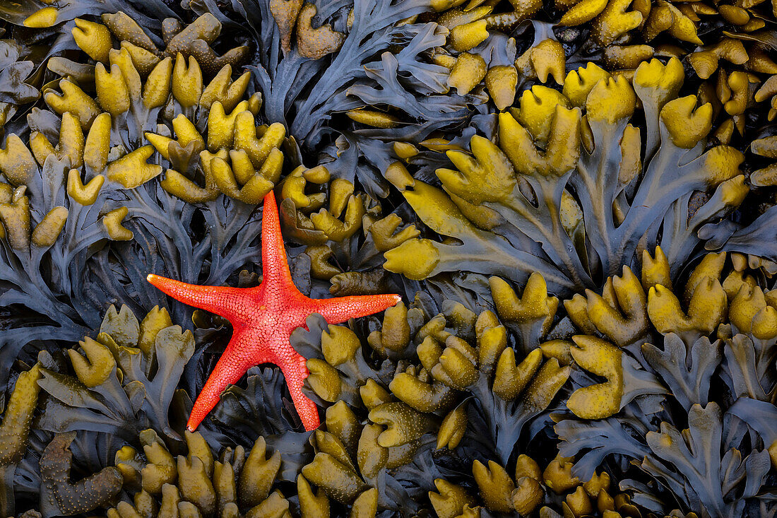 USA, Staat Washington, Erholungsgebiet Salt Creek. Blutstern und nasses Felsenkraut