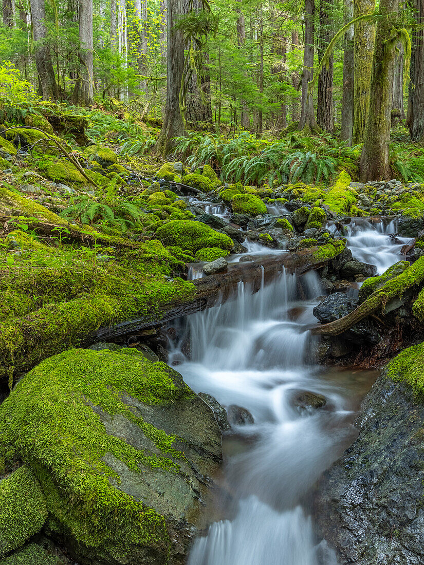 USA, Staat Washington, Olympic-Nationalpark. Strömen Sie Wasserfälle im moosigen Wald.