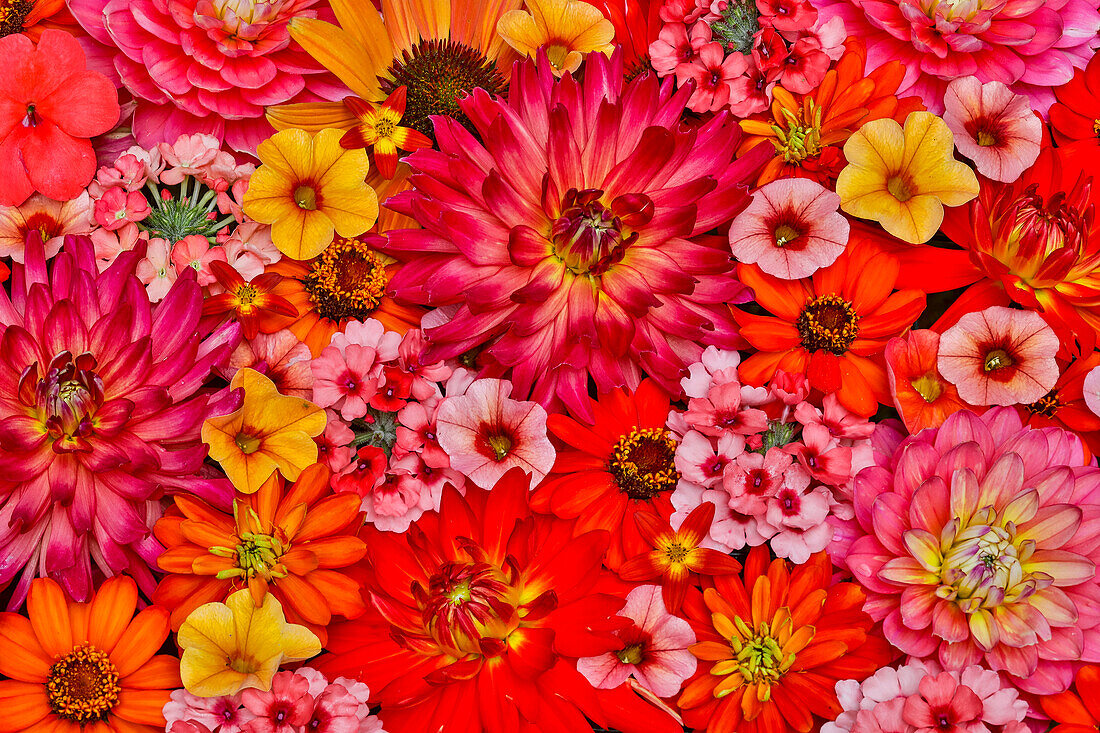Blumenmuster mit großer Blumengruppe, Sammamish, Washington State