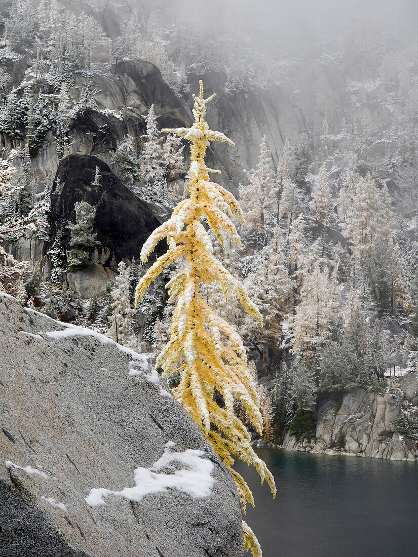 USA, Staat Washington. Alpine Lakes Wilderness, Enchantment Lakes, schneebedeckte Lärche und Felsen