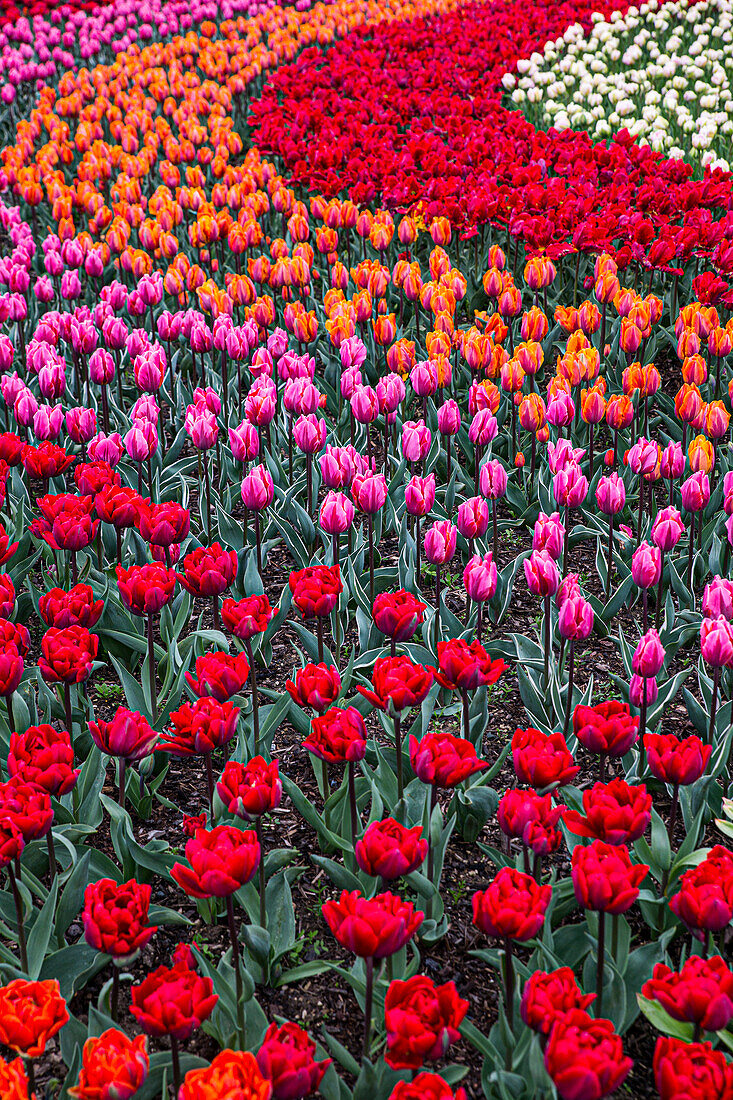 Mount Vernon, Washington State, mehrfarbige Tulpen in einem kurvigen Muster