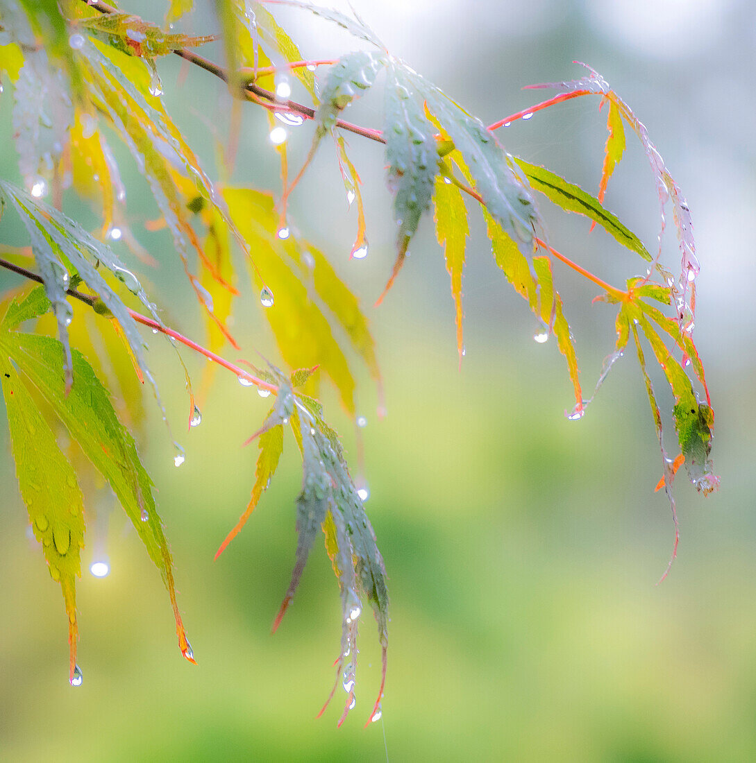 USA, Washington State, Sammamish dew drops on Japanese Maple leaves