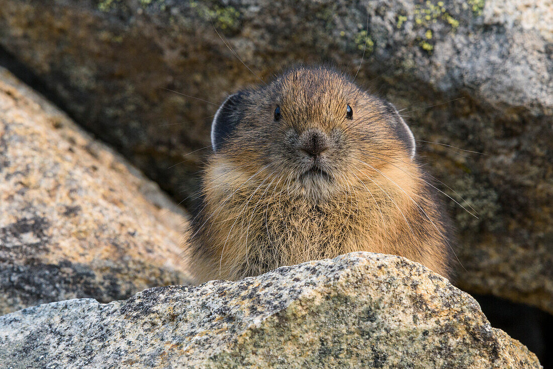 USA, Staat Washington, Mount-Rainier-Nationalpark. Amerikanisches Pika-Porträt.