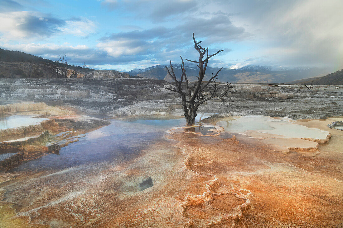 Tote Bäume, die in Travertinablagerungen begraben sind, die von thermophilen Bakterien gefärbt sind. Obere Terrassen von Mammoth Hot Springs, Yellowstone National Park.