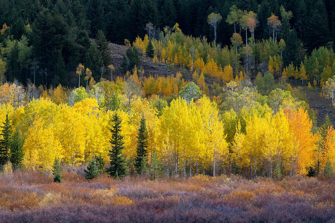 USA, Wyoming. Buntes Herbstlaub, Grand-Teton-Nationalpark.