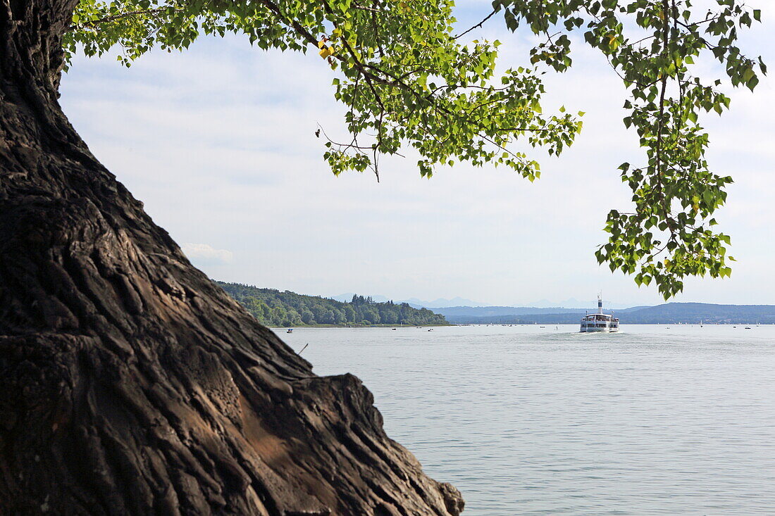 Old tree and incoming ship in Herrsching, Ammersee, Five Lakes Region, Upper Bavaria, Bavaria, Germany