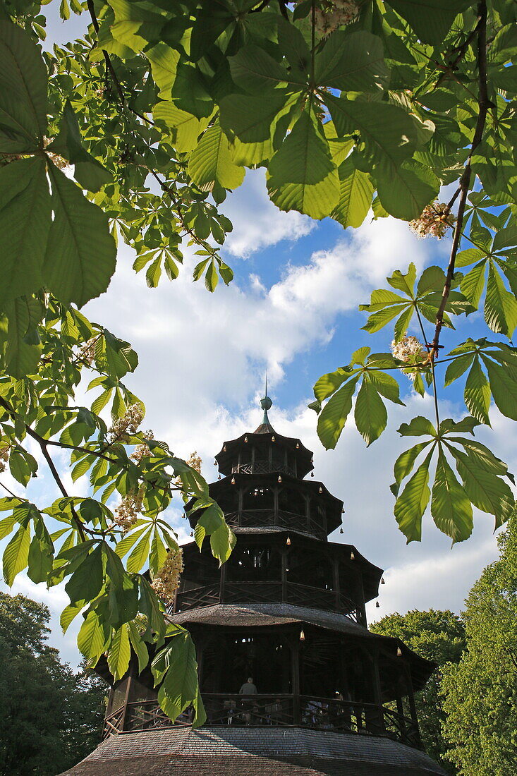 Chinese Tower in chestnut blossom, Englischer Garten, Munich, Bavaria, Germany