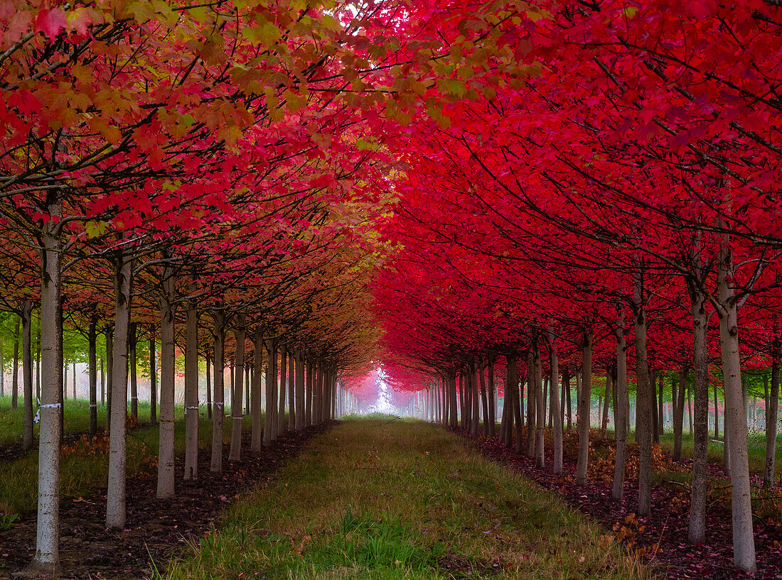 USA, Oregon, Forest Grove. Eine Baumgruppe in vollem Herbstrot.