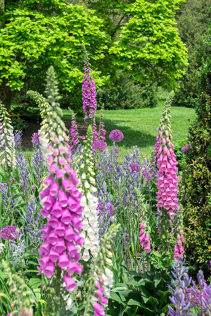 Longwood Gardens, Frühlingsblumen, Kennett Square, Pennsylvania, USA