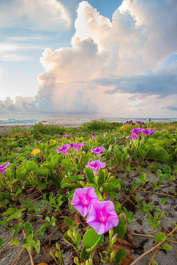 Beach morning glory in bloom.