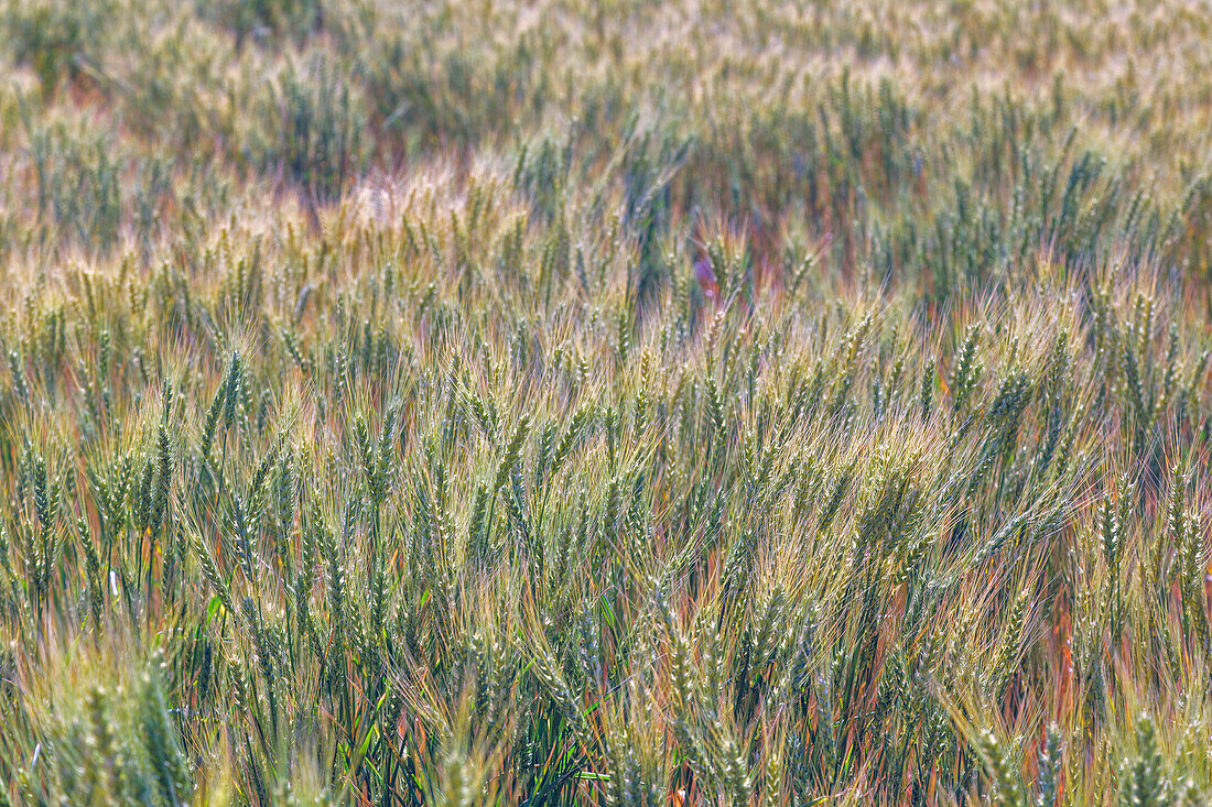 Weizenernte in Nahaufnahme, Palouse-Region im östlichen Bundesstaat Washington