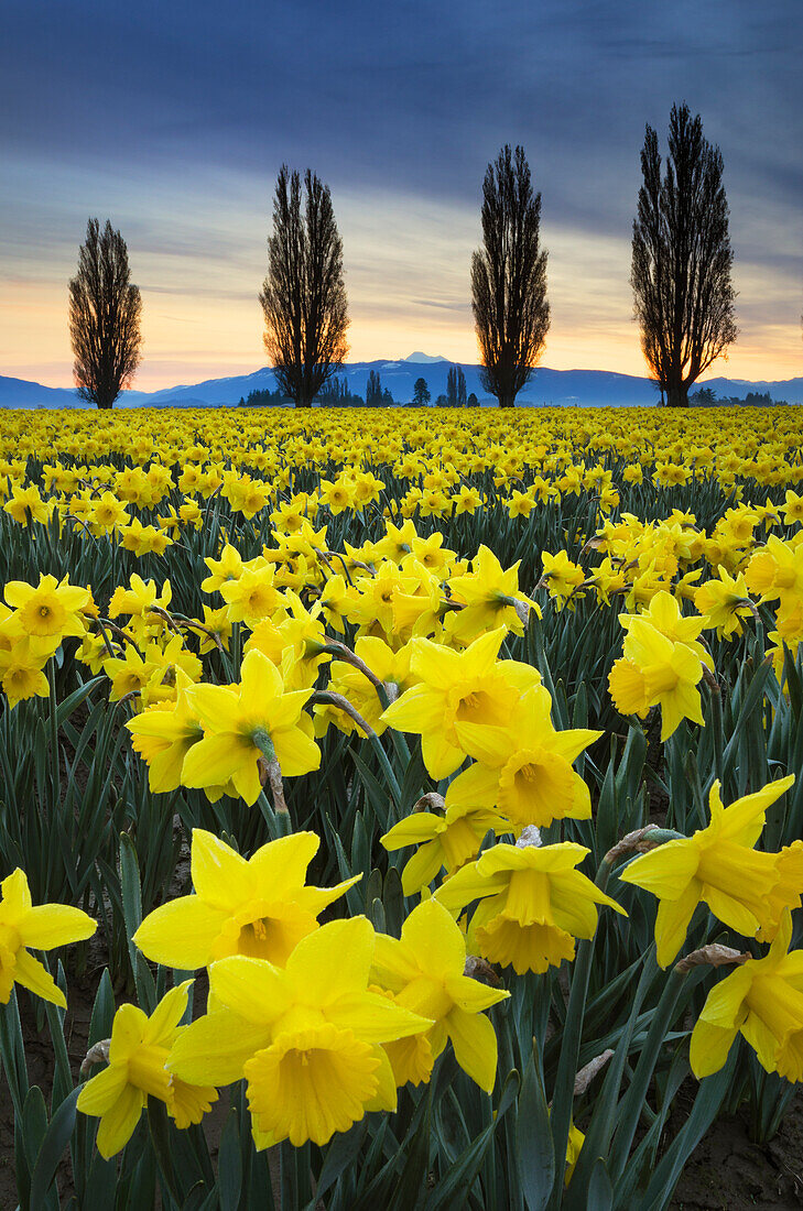 Felder mit gelben Narzissen Ende März, Skagit Valley, Washington State