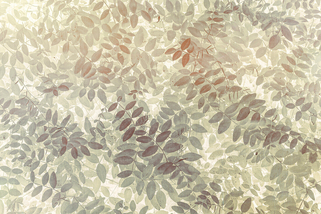 USA, Washington State, San Juan Islands. Stylized pattern of vetch leaves.
