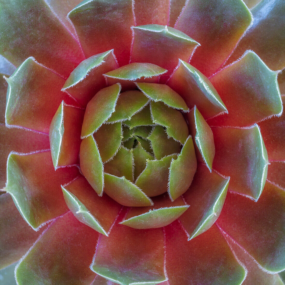 USA, Washington State, Seabeck. Close-up of sempervivum ruby heart plant.