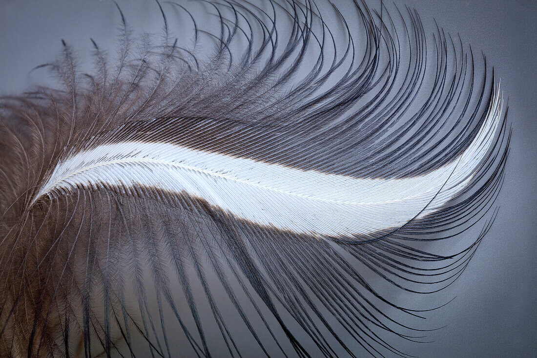 USA, Washington State, Seabeck. Great blue heron feather close-up.