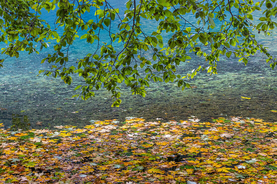USA, Washington State, Olympic National Park. Alder tree branches overhang leaf-covered shore of Lake Crescent.