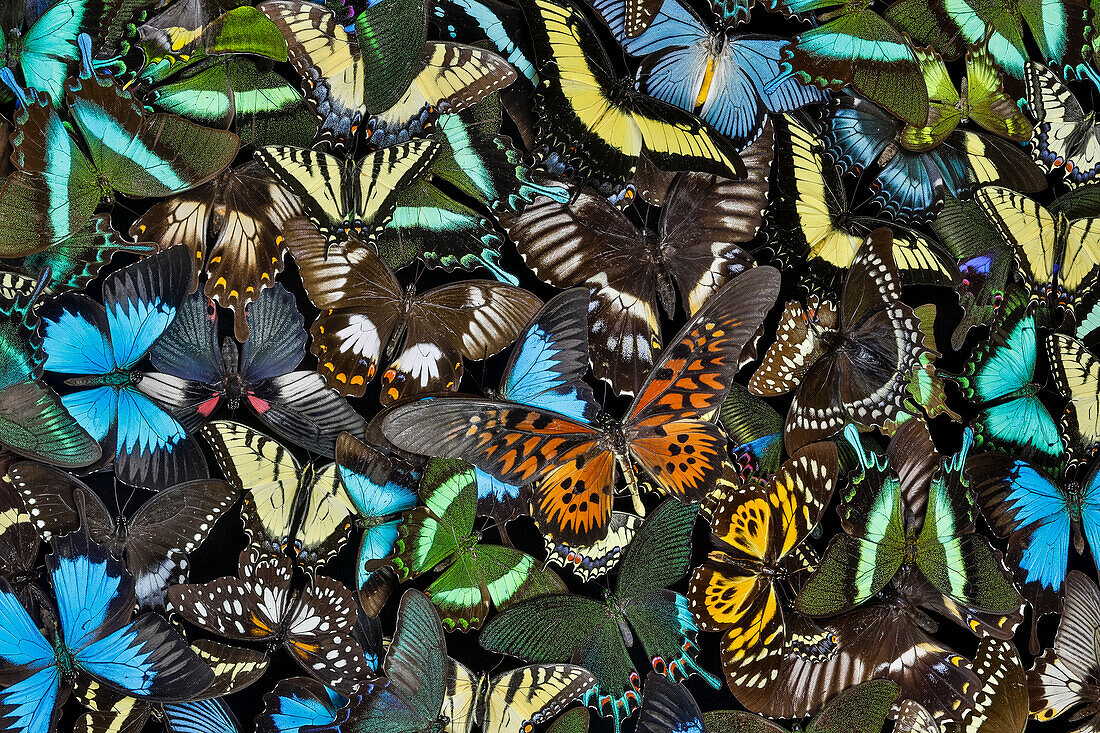Butterflies grouped together to make pattern, Sammamish, Washington State