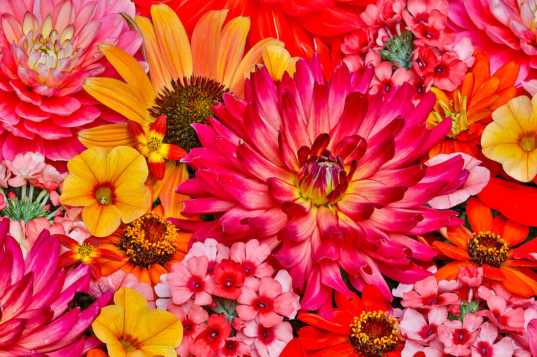 Blumenmuster mit einer großen Gruppe von Blumen, Sammamish, Bundesstaat Washington